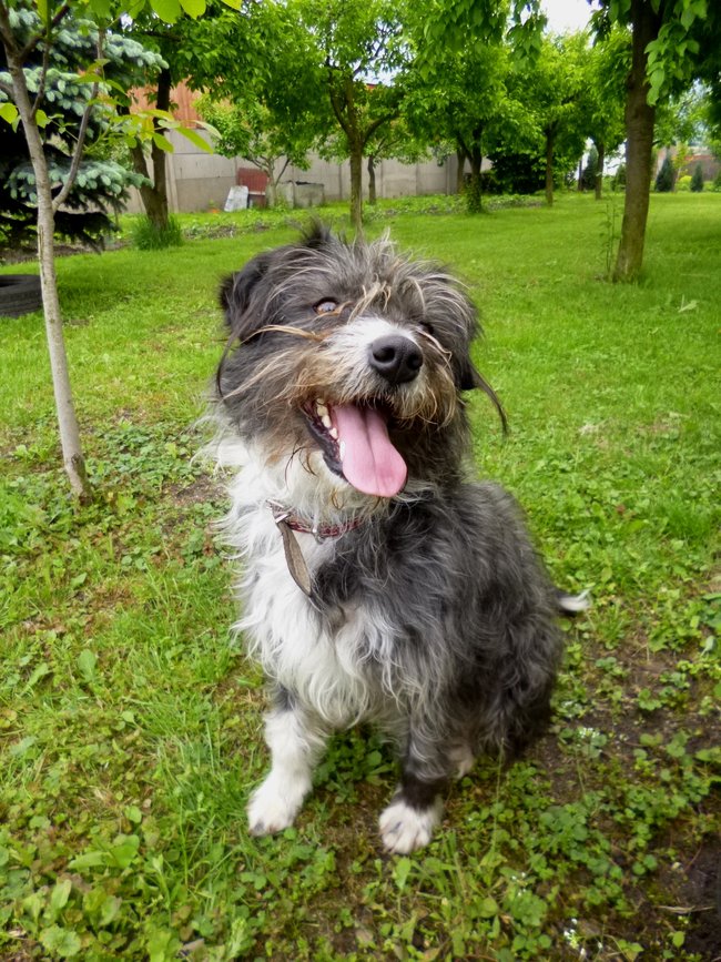 Mój przyjaciel pies - fotozabawa