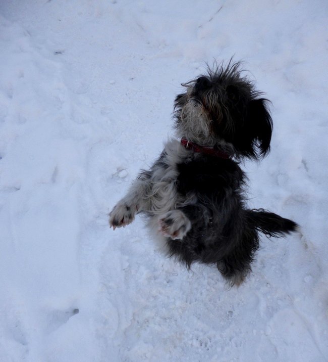 Mój przyjaciel pies - fotozabawa