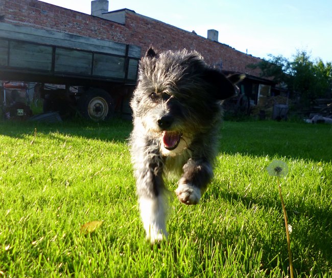 Mój przyjaciel pies - fotozabawa