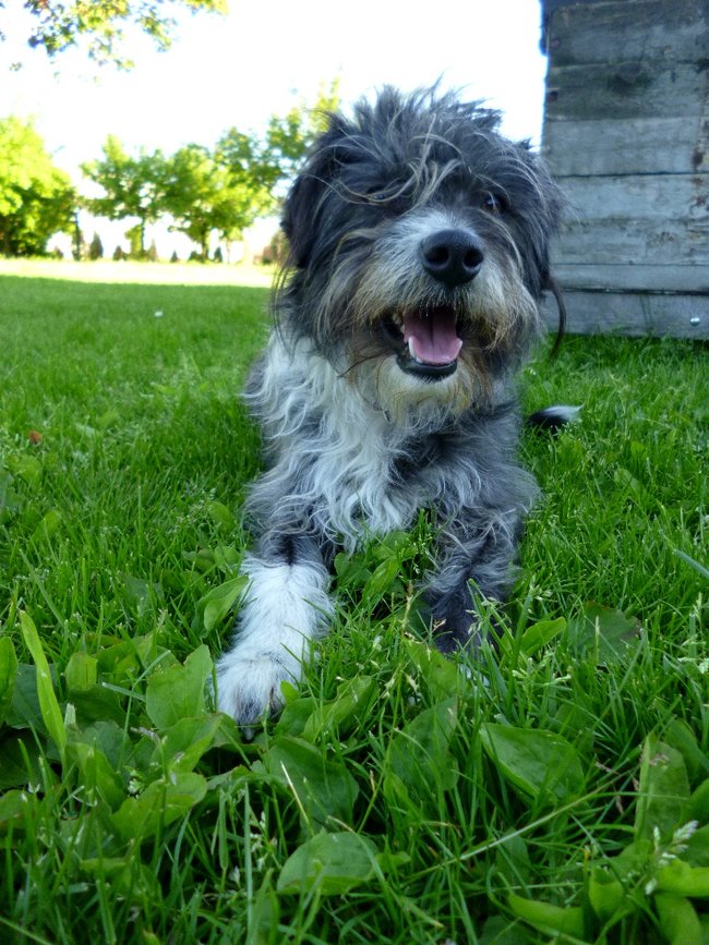 Mój przyjaciel pies - fotozabawa