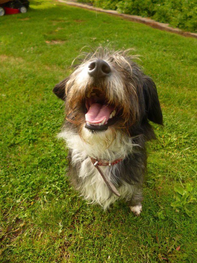 Mój przyjaciel pies - fotozabawa