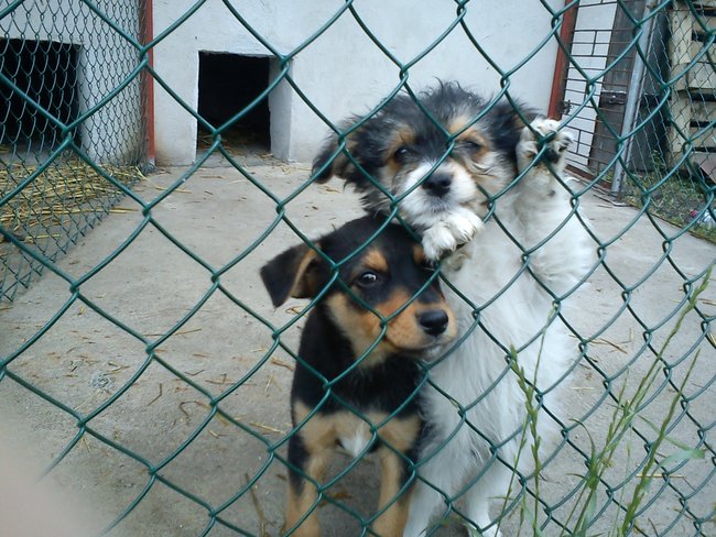 Mój przyjaciel pies - fotozabawa