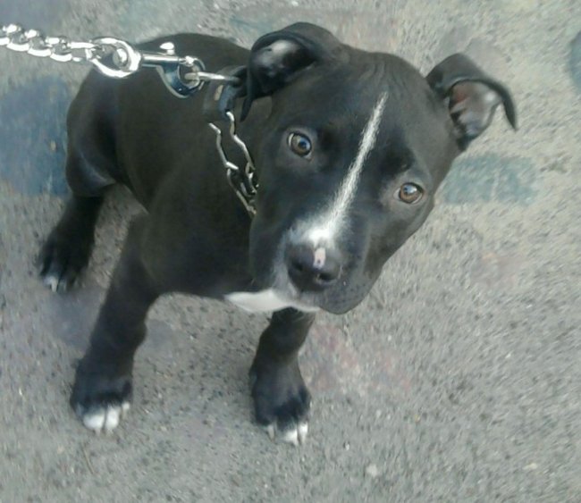 Mój przyjaciel pies - fotozabawa