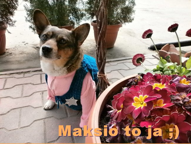 Mój przyjaciel pies - fotozabawa