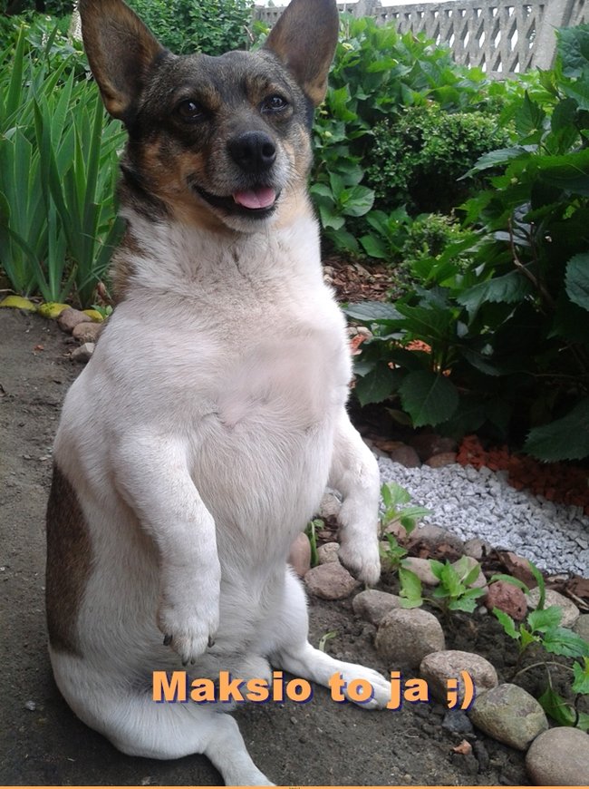 Mój przyjaciel pies - fotozabawa