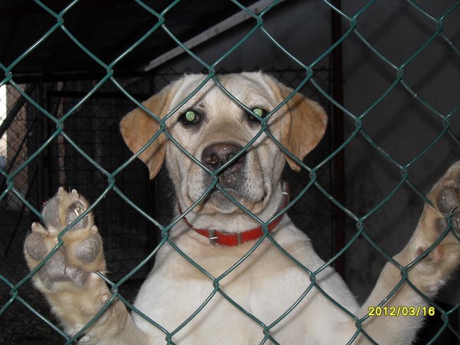 Mój przyjaciel pies - fotozabawa