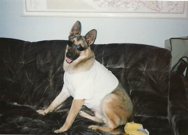 Mój przyjaciel pies - fotozabawa