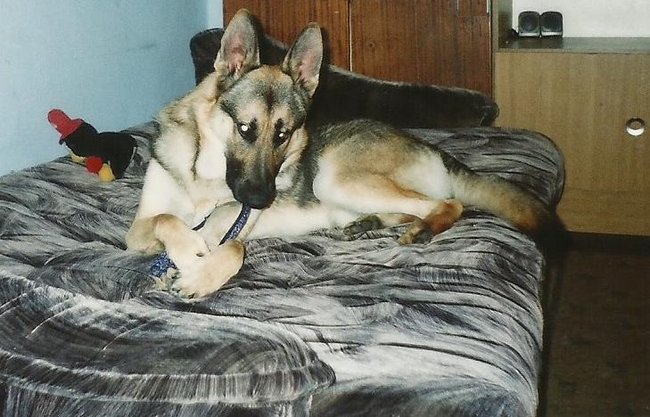 Mój przyjaciel pies - fotozabawa