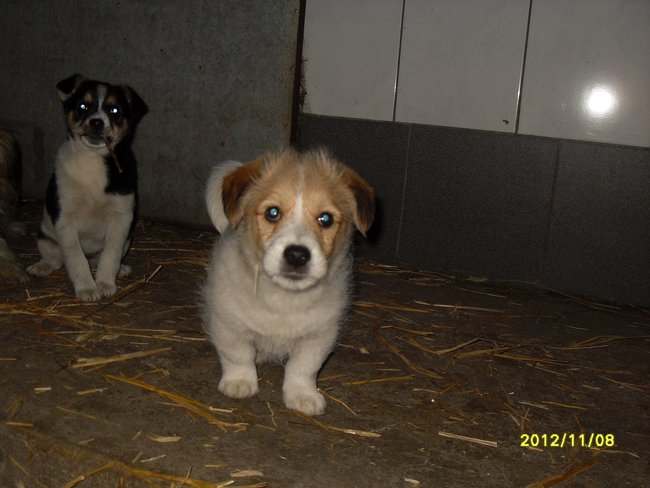 Mój przyjaciel pies - fotozabawa