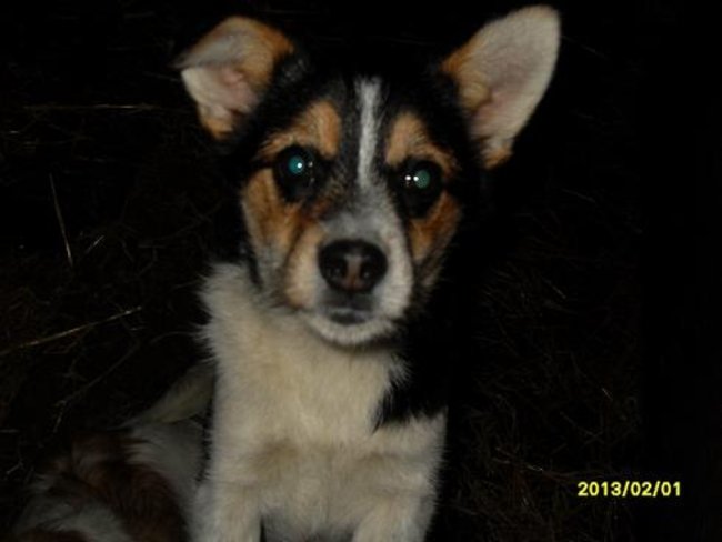 Mój przyjaciel pies - fotozabawa