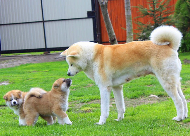 Mój przyjaciel pies - fotozabawa