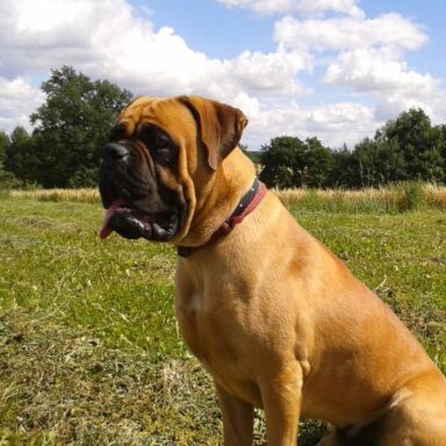 Mój przyjaciel pies - fotozabawa