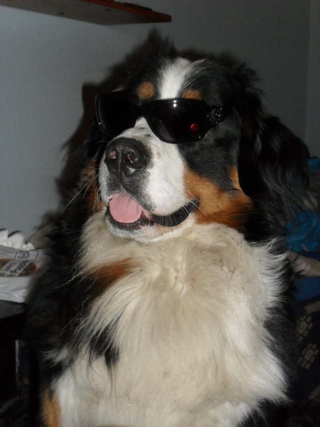 Mój przyjaciel pies - fotozabawa