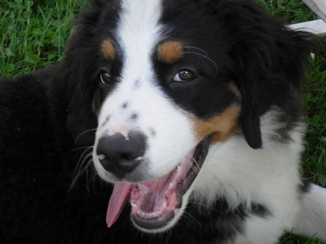 Mój przyjaciel pies - fotozabawa