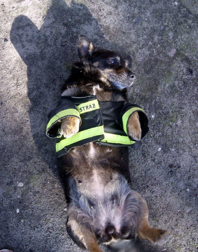 Mój przyjaciel pies - fotozabawa