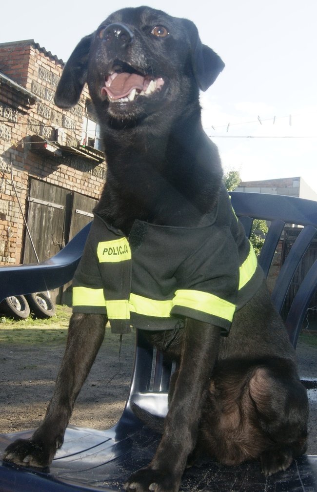 Mój przyjaciel pies - fotozabawa