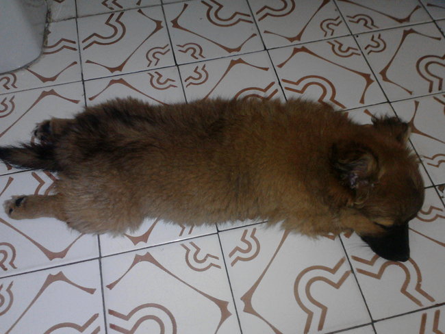 Mój przyjaciel pies - fotozabawa