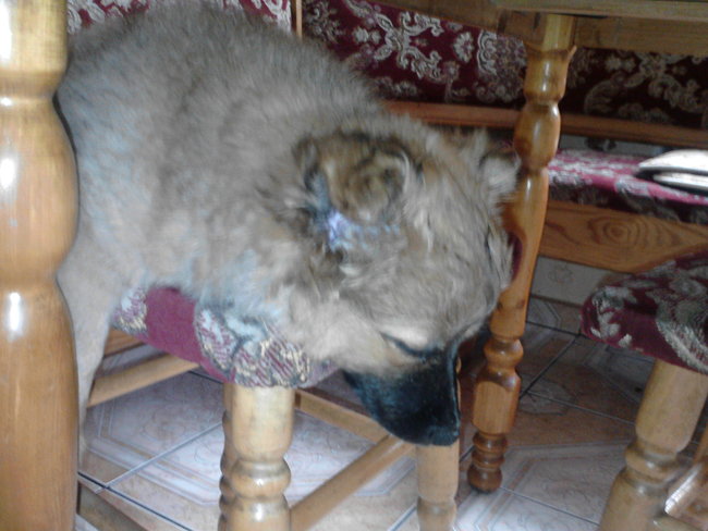 Mój przyjaciel pies - fotozabawa