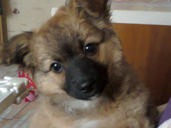 Mój przyjaciel pies - fotozabawa