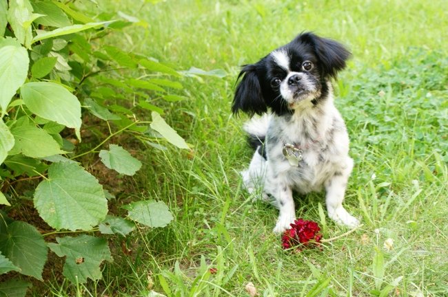 Mój przyjaciel pies - fotozabawa