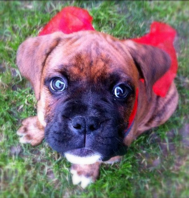 Mój przyjaciel pies - fotozabawa