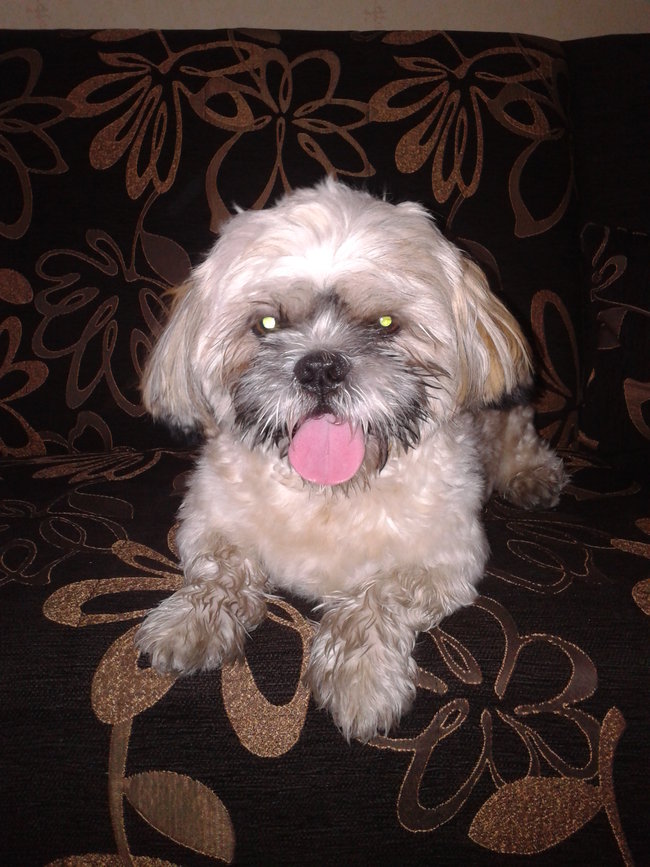 Mój przyjaciel pies - fotozabawa