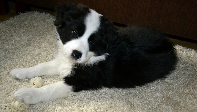 Mój przyjaciel pies - fotozabawa