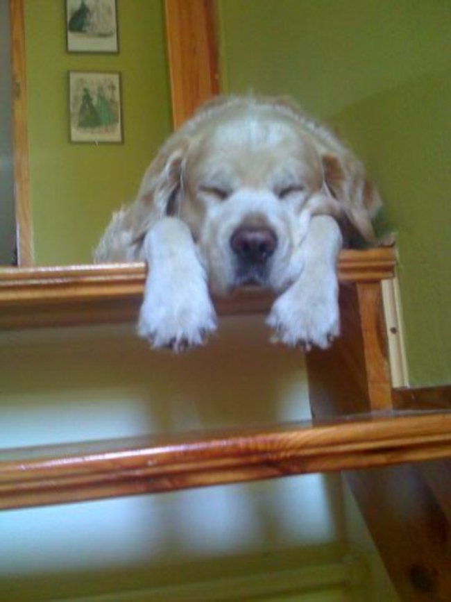 Mój przyjaciel pies - fotozabawa