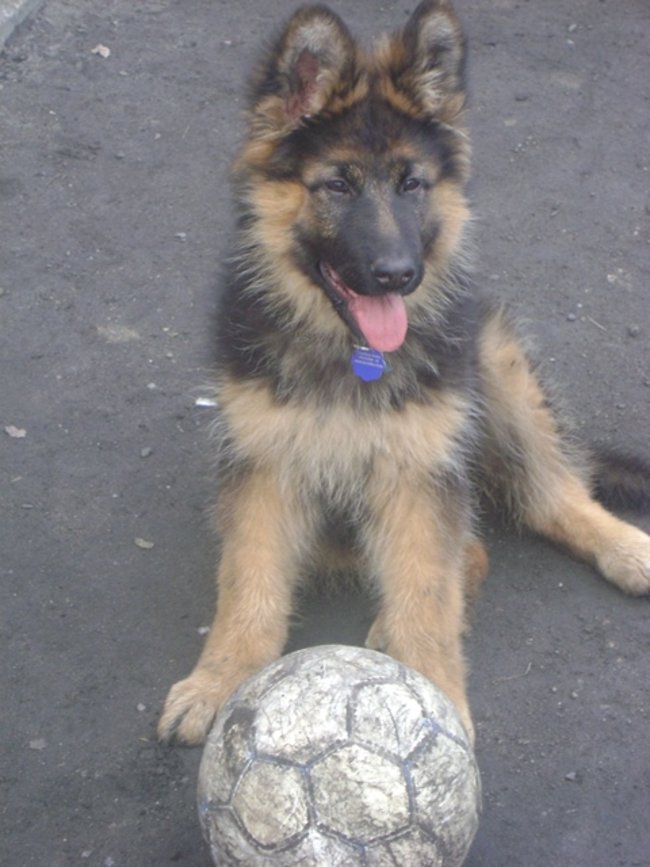 Mój przyjaciel pies - fotozabawa