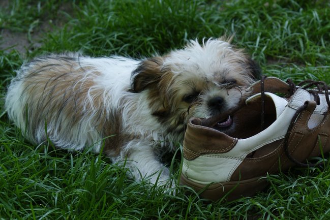 Mój przyjaciel pies - fotozabawa