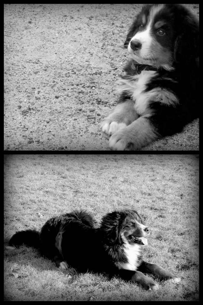 Mój przyjaciel pies - fotozabawa