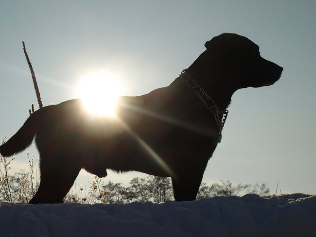 Mój przyjaciel pies - fotozabawa