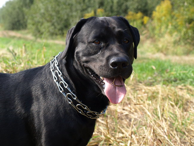 Mój przyjaciel pies - fotozabawa