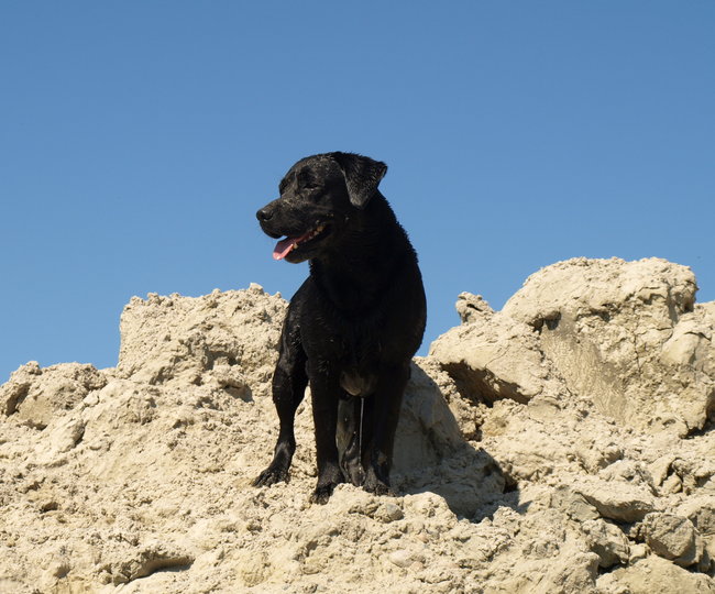 Mój przyjaciel pies - fotozabawa