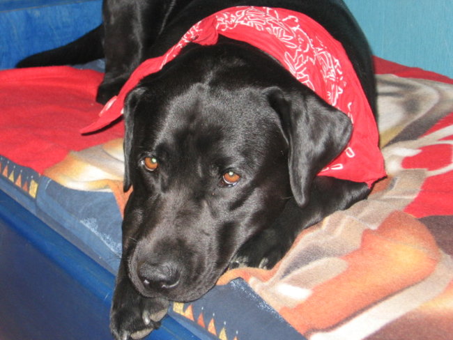 Mój przyjaciel pies - fotozabawa