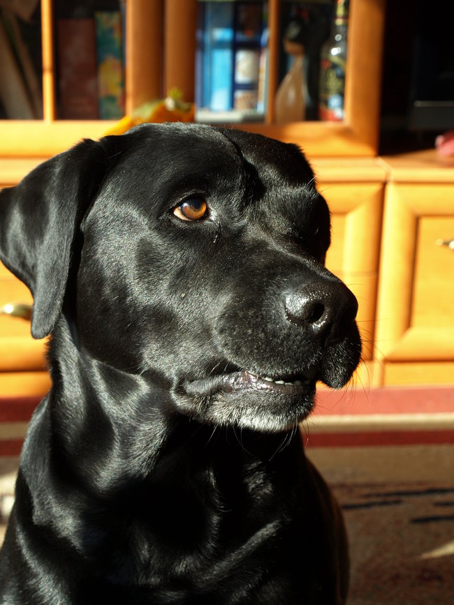 Mój przyjaciel pies - fotozabawa