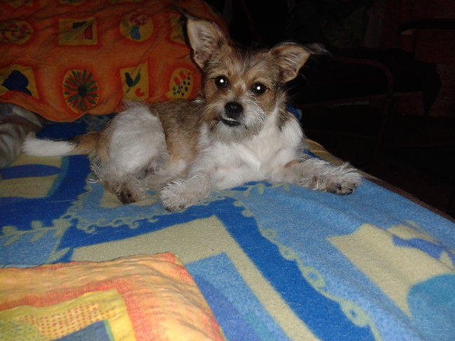 Mój przyjaciel pies - fotozabawa