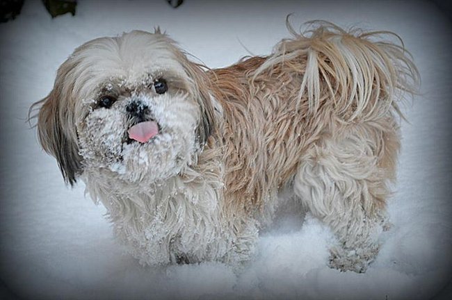 Mój przyjaciel pies - fotozabawa