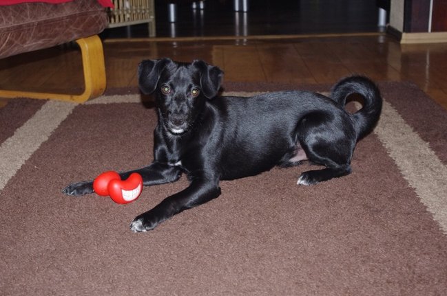 Mój przyjaciel pies - fotozabawa