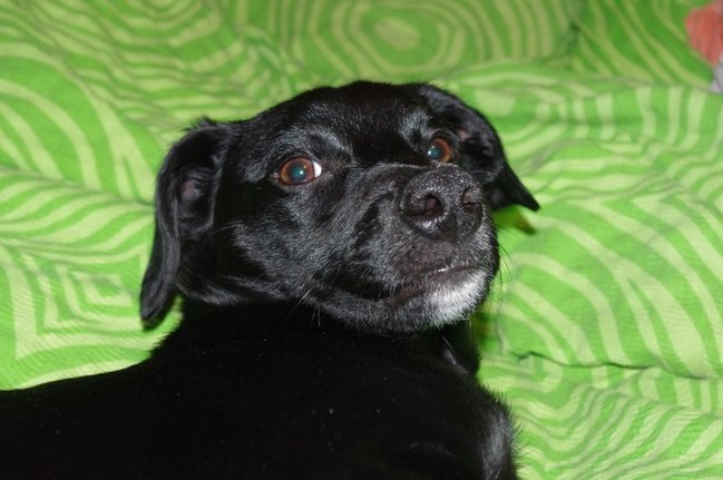 Mój przyjaciel pies - fotozabawa