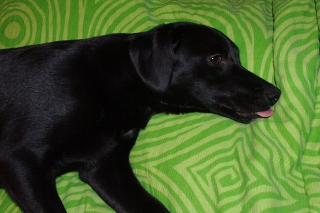 Mój przyjaciel pies - fotozabawa