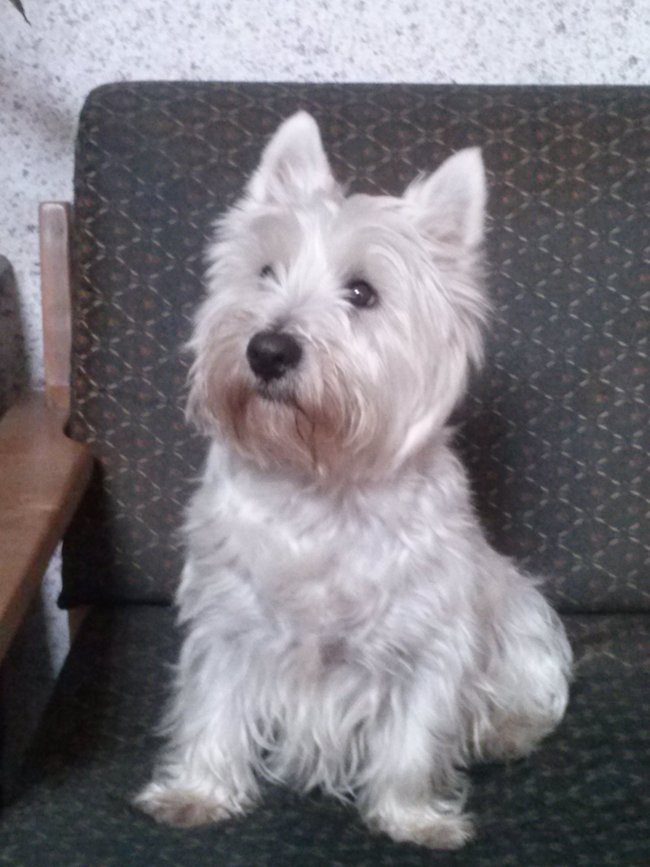 Mój przyjaciel pies - fotozabawa