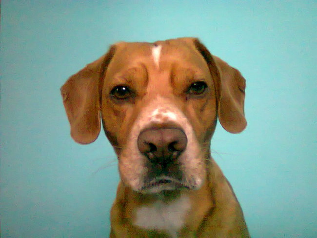 Mój przyjaciel pies - fotozabawa