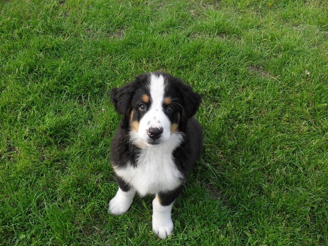 Mój przyjaciel pies - fotozabawa