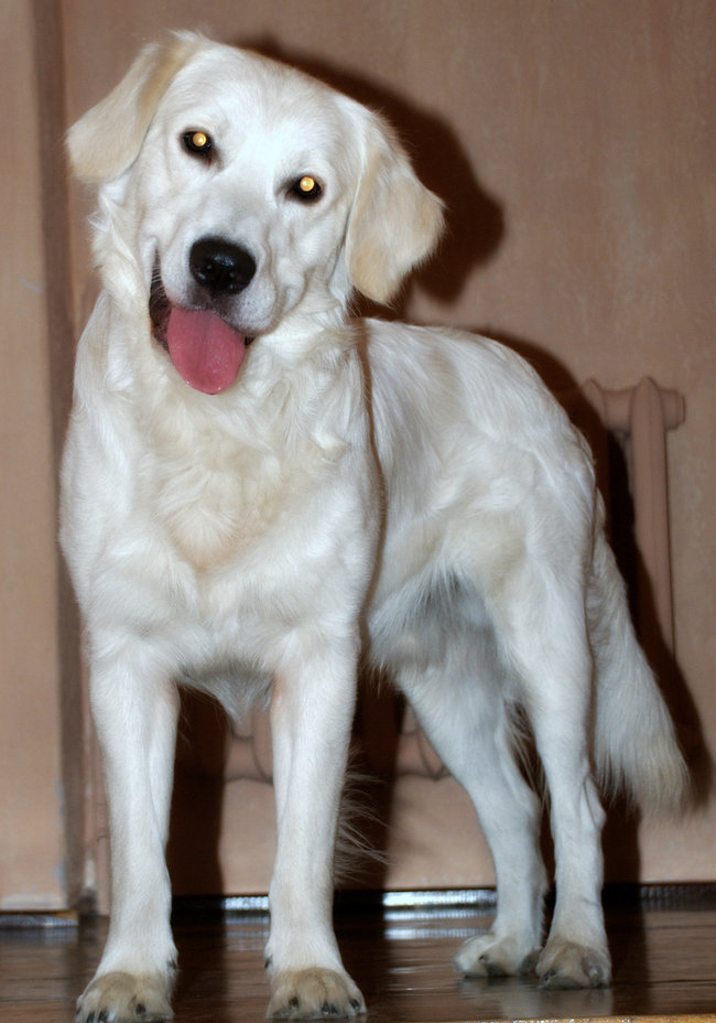 Mój przyjaciel pies - fotozabawa