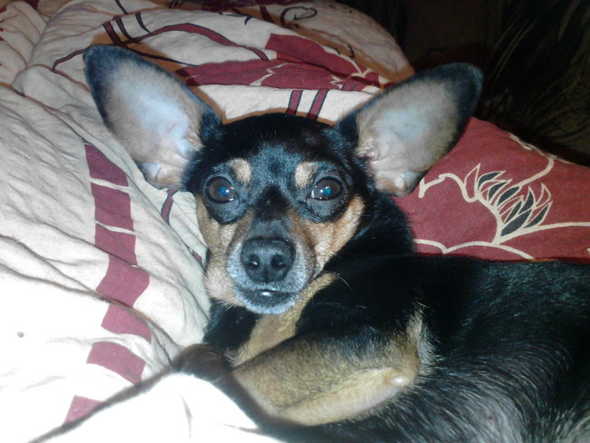 Mój przyjaciel pies - fotozabawa