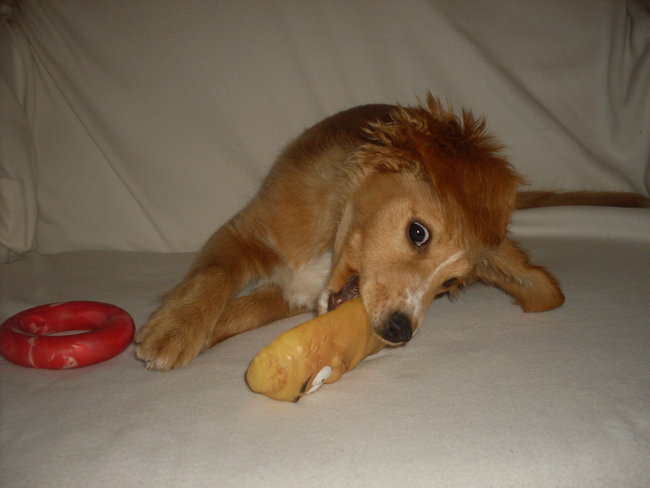 Mój przyjaciel pies - fotozabawa