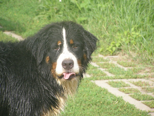 Mój przyjaciel pies - fotozabawa