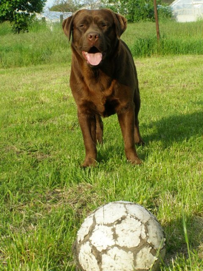 Mój przyjaciel pies - fotozabawa