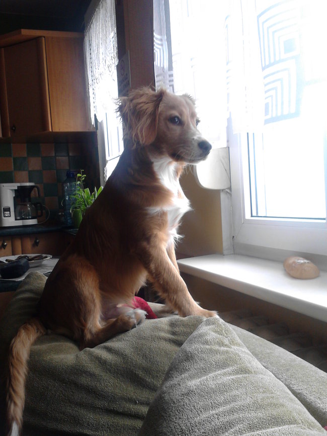 Mój przyjaciel pies - fotozabawa